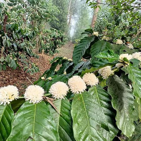 Coorg Kolamotte Otel Gonikoppal Dış mekan fotoğraf