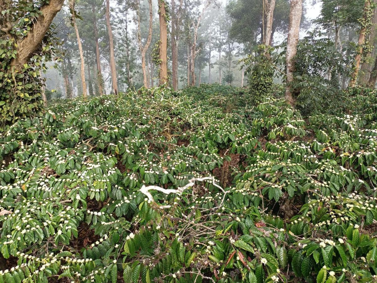 Coorg Kolamotte Otel Gonikoppal Dış mekan fotoğraf