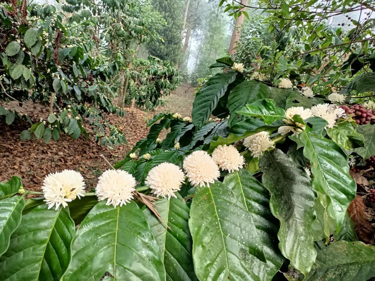 Coorg Kolamotte Otel Gonikoppal Dış mekan fotoğraf