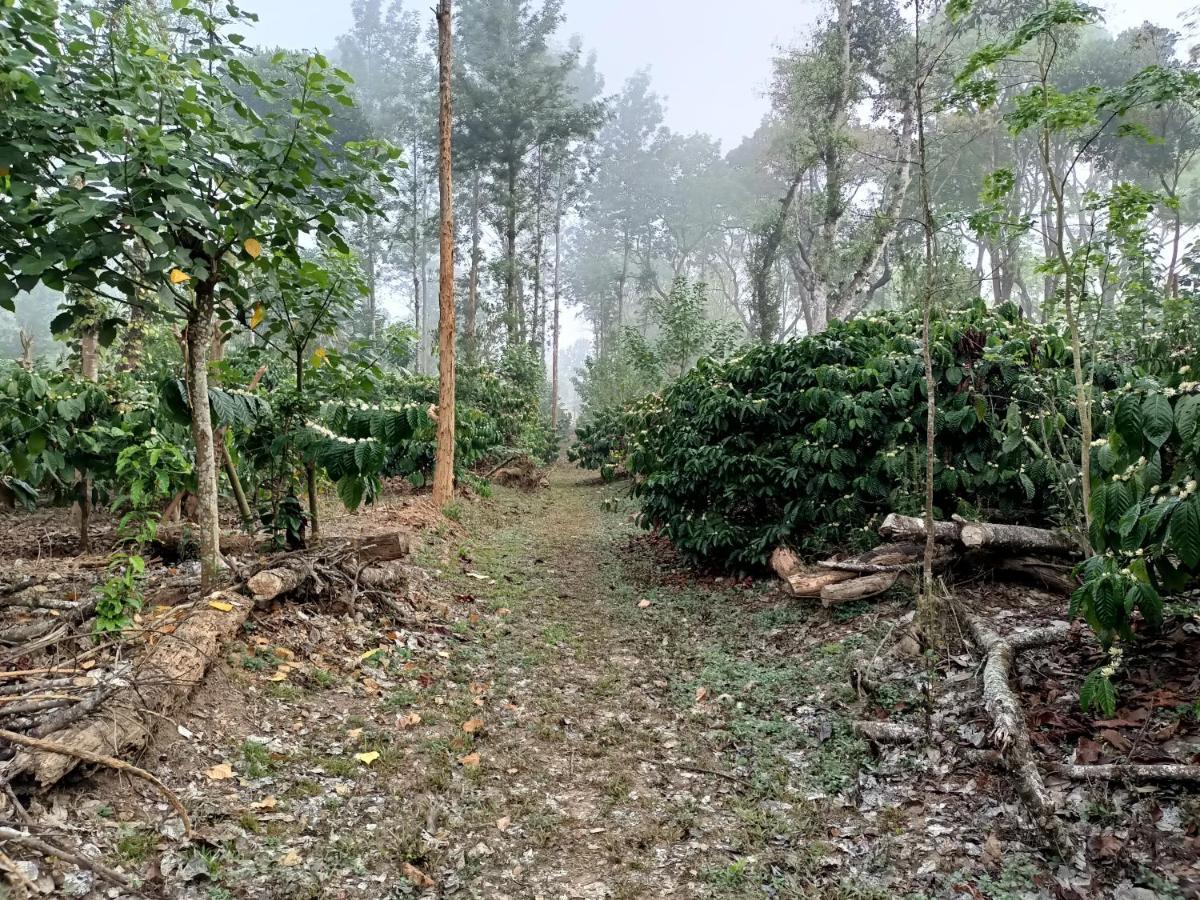 Coorg Kolamotte Otel Gonikoppal Dış mekan fotoğraf