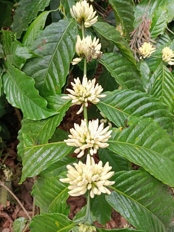 Coorg Kolamotte Otel Gonikoppal Dış mekan fotoğraf