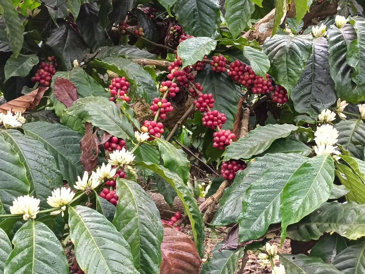 Coorg Kolamotte Otel Gonikoppal Dış mekan fotoğraf