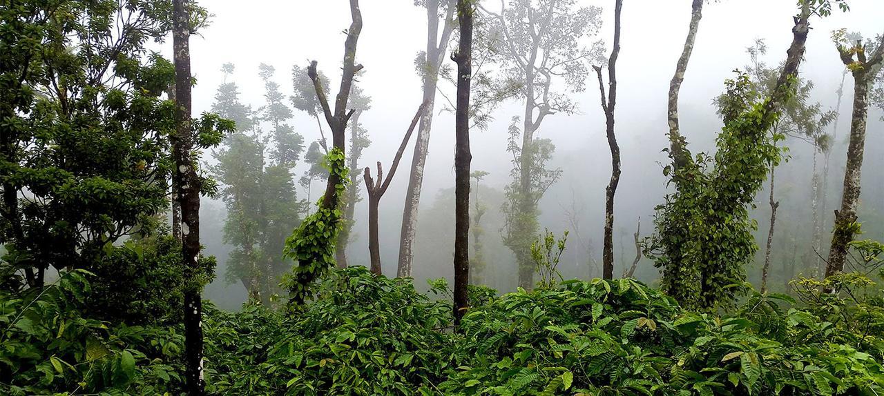 Coorg Kolamotte Otel Gonikoppal Dış mekan fotoğraf